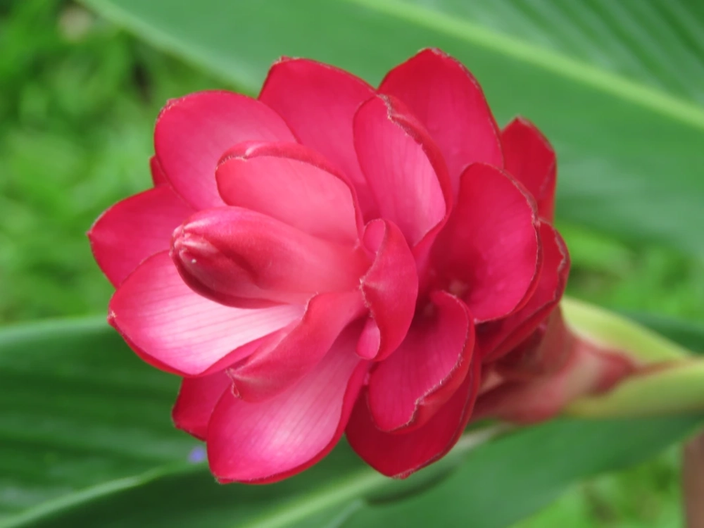 Trồng hoa hạnh phúc phong thủy hút tài lộc