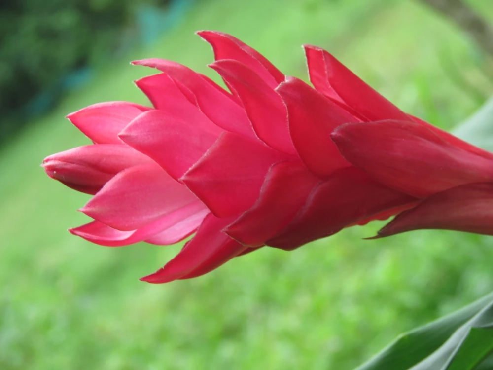 Tặng hoa hạnh phúc có ý nghĩa gì đặc biệt