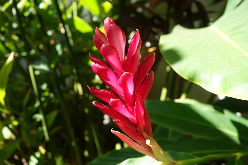 Tìm hiểu xem hoa hạnh phúc ra hoa khi nào nhé