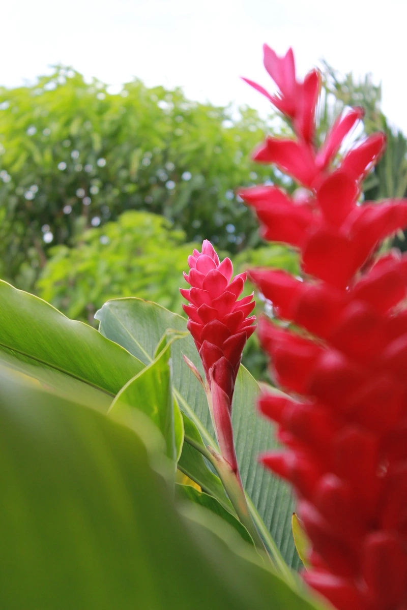 Dùng hoa hạnh phúc trang trí phòng khách sang trọng