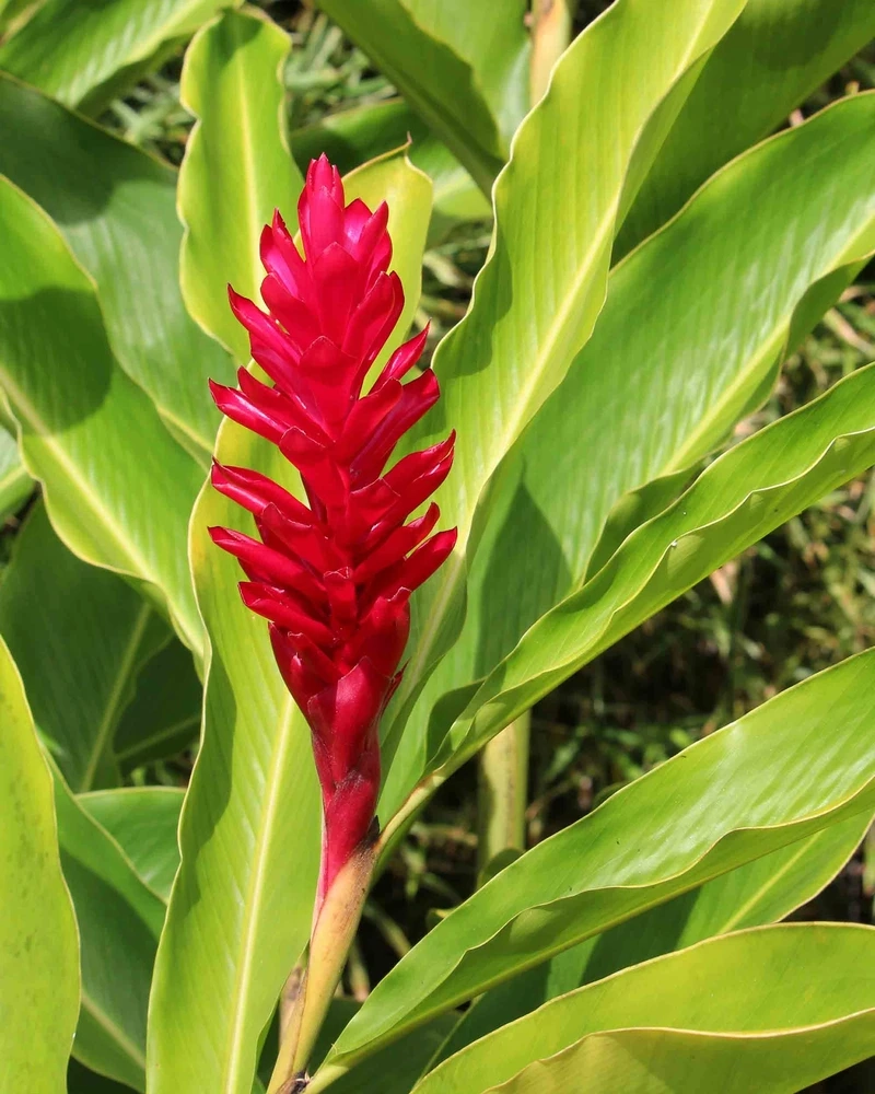 Giống hoa hạnh phúc lá đẹp xanh mướt quanh năm