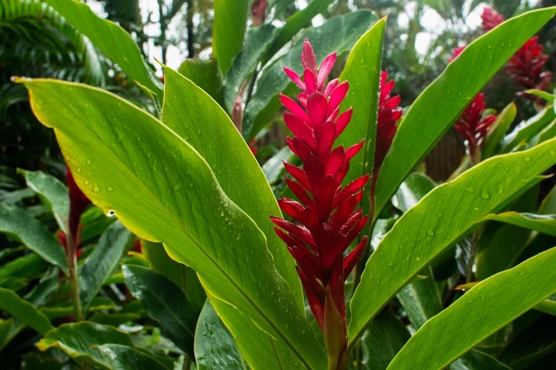 Chậu cây hạnh phúc hoa đỏ chưng Tết cực sang