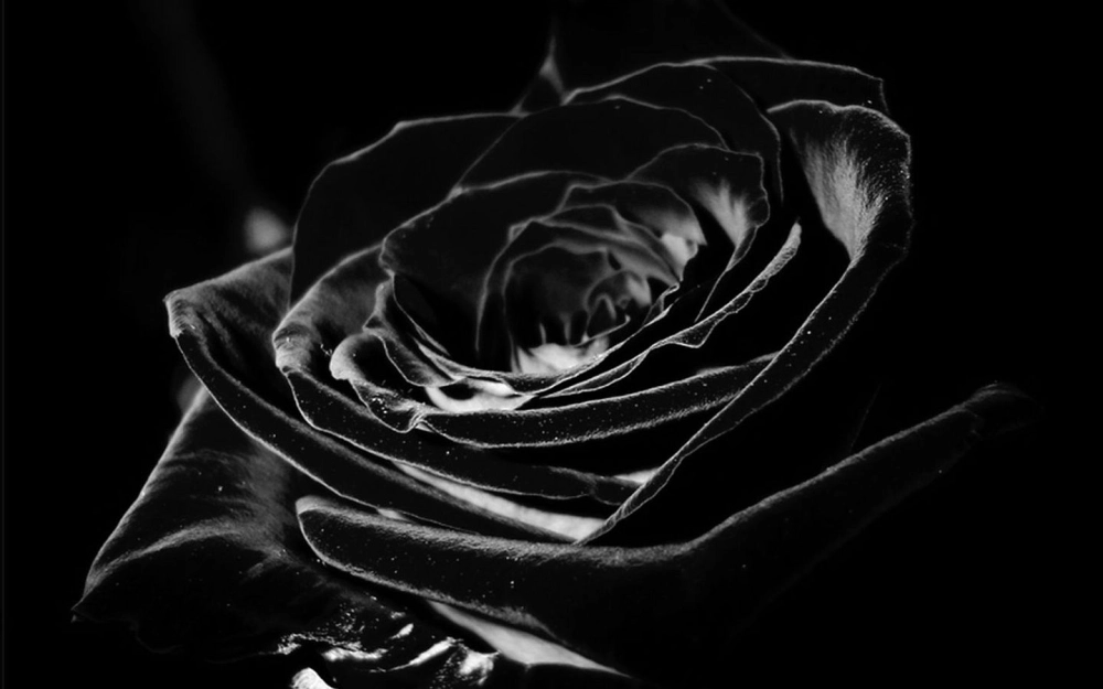 Hoa hồng đen Full HD sắc nét tôn trọn vẻ bí ẩn