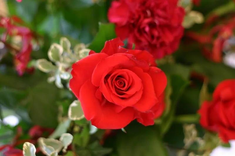 Tặng ngay hoa hồng đỏ đẹp cho người thương