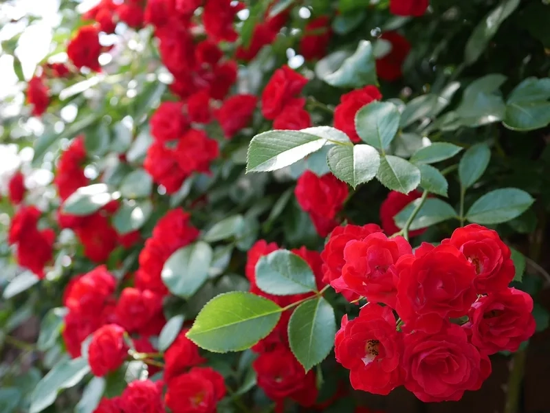 Khám phá ý nghĩa của hoa hồng đỏ ý nghĩa hôm nay