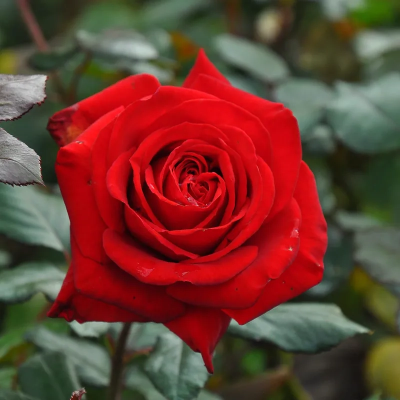 Tạo khoảnh khắc lãng mạn với hoa hồng đỏ lãng mạn