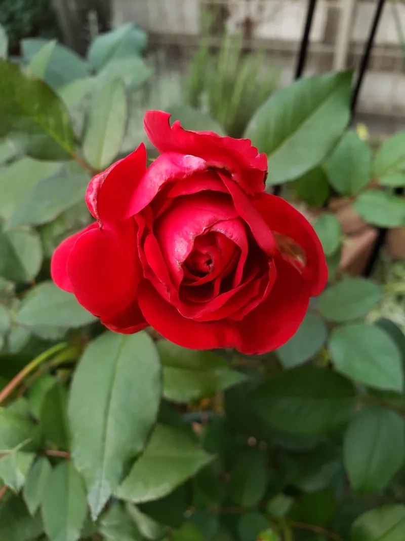 Sang trọng và tinh tế cùng hoa hồng đỏ cao cấp