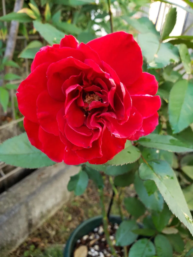 Ngắm nhìn mẫu hoa hồng đỏ đẹp tuyệt vời