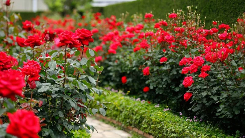 Giữ lâu tươi với hoa hồng đỏ tươi lâu