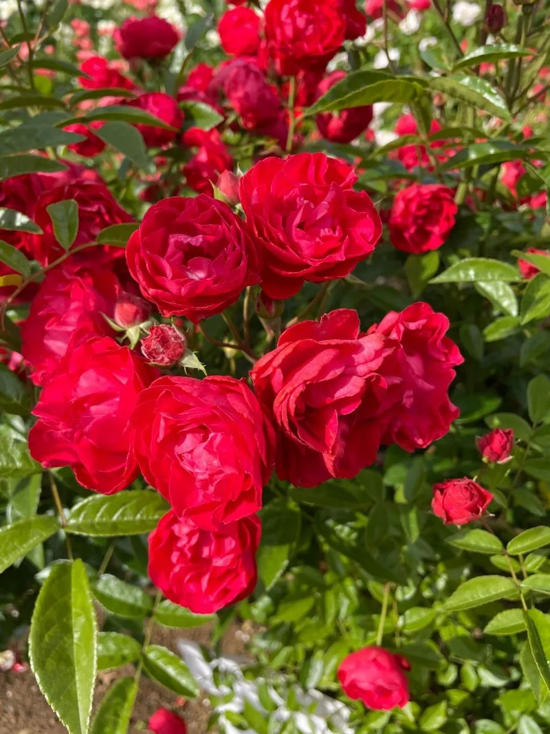 Mua ngay hoa hồng đỏ giá rẻ cho bất ngờ nhỏ