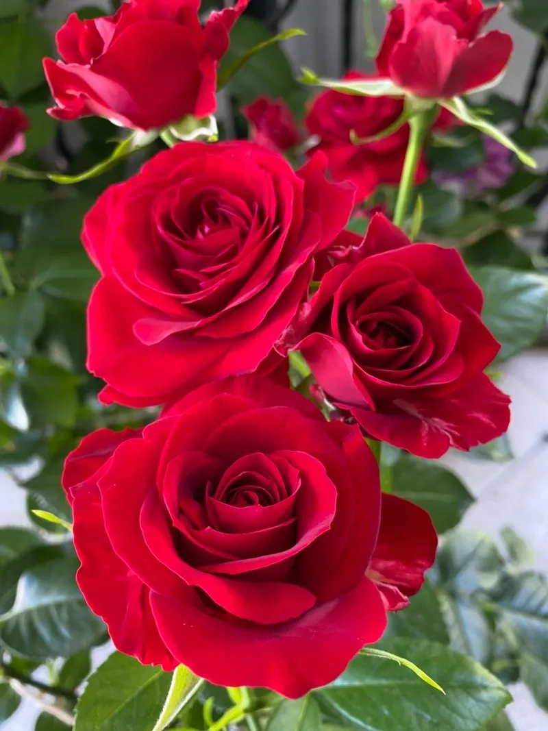 Tận hưởng vẻ đẹp tự nhiên của hoa hồng đỏ tự nhiên