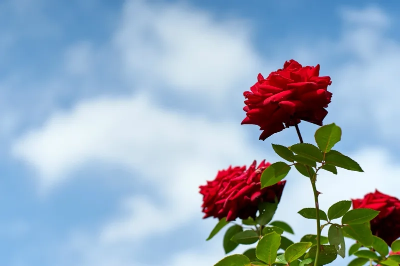 Rực rỡ hơn bao giờ hết với hoa hồng đỏ rực rỡ