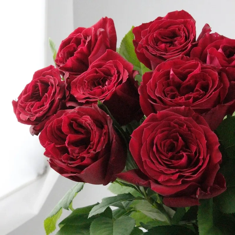 Sang trọng tuyệt đối cùng hoa hồng đỏ sang trọng