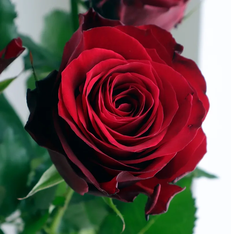 Tượng trưng cho tình yêu vĩnh cửu hoa hồng đỏ tượng trưng