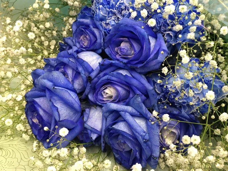 Khám phá vẻ đẹp quyến rũ của hoa hồng xanh đẹp