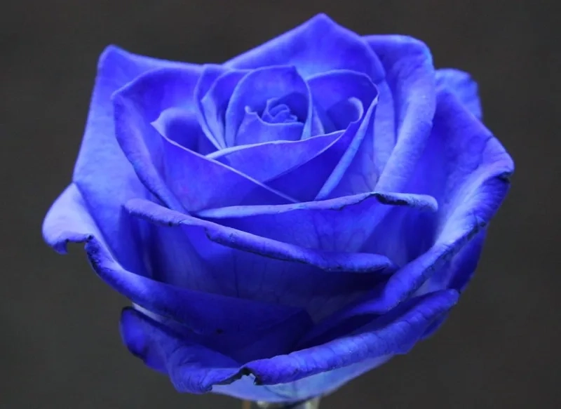 Lung linh rực rỡ với hoa hồng xanh lung linh