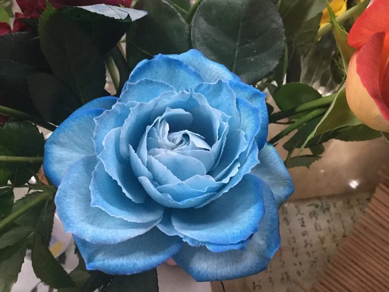 Gửi tặng trái tim qua hoa hồng xanh tặng người yêu