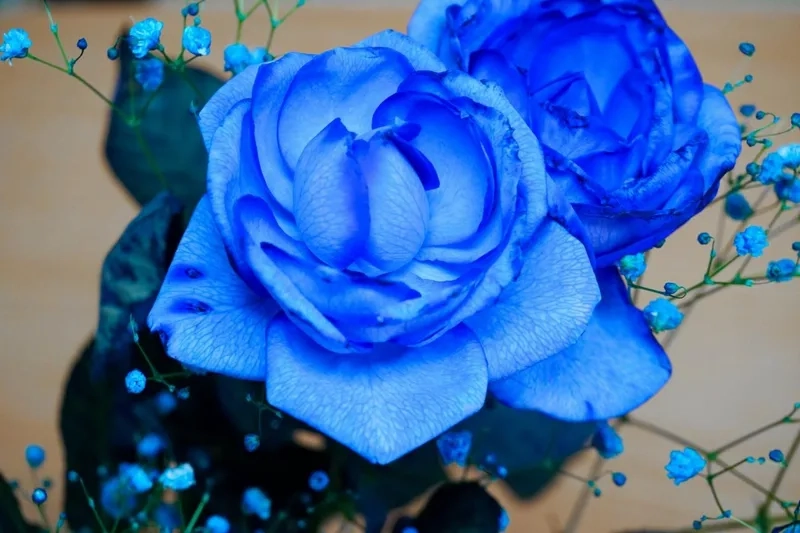 Tạo ấn tượng khó quên với hoa hồng xanh ấn tượng