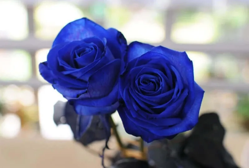 Luôn tươi mới với hoa hồng xanh tươi