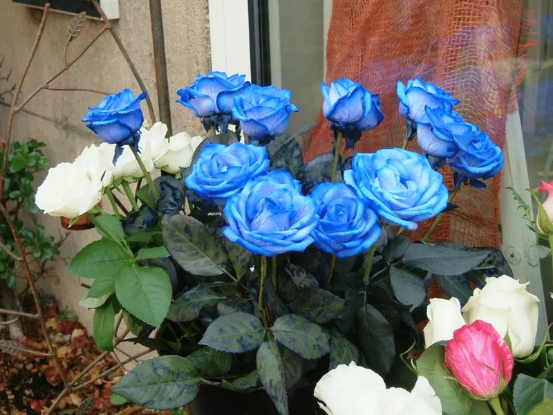 Hoa hồng xanh có ý nghĩa gì đầy cuốn hút