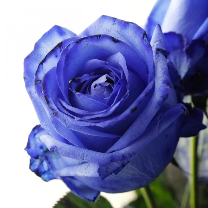 Chọn lựa hoàn hảo từ mẫu hoa hồng xanh