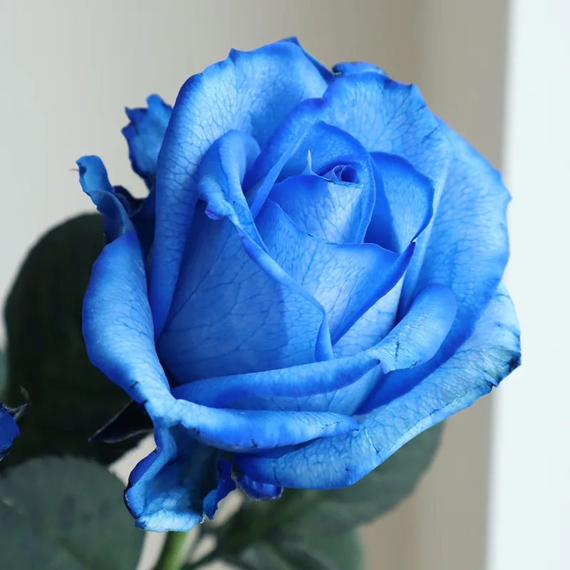 Tôn vinh vẻ đẹp với hoa hồng xanh đẹp nhất