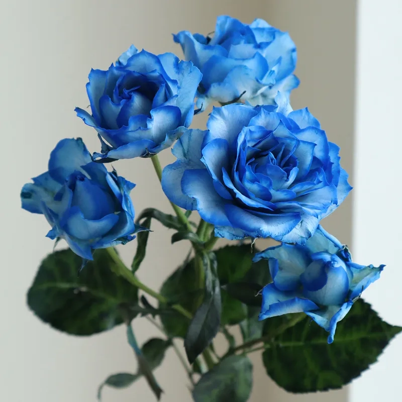 Khám phá bí ẩn với hoa hồng xanh huyền bí