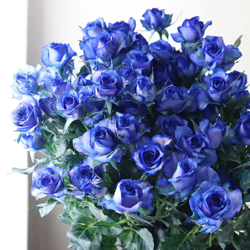 Nổi bật trong mọi ánh nhìn cùng hoa hồng xanh nổi bật