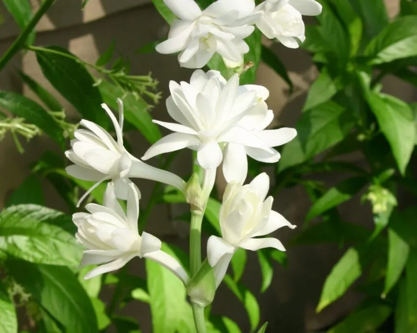 Hoa huệ trắng tinh khôi lan tỏa hương dịu dàng