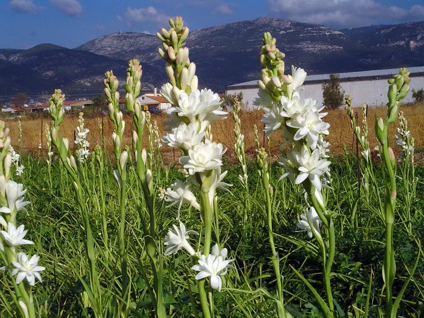 Hương hoa huệ ngào ngạt mang lại cảm giác thư giãn