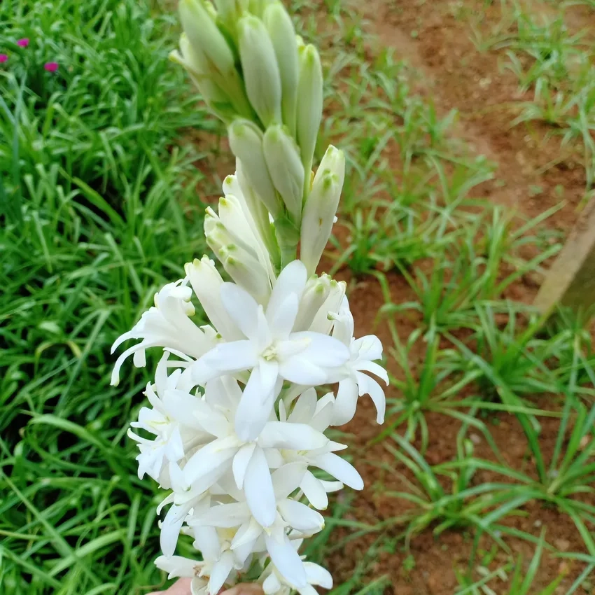 Khám phá ý nghĩa hoa huệ trong văn hóa Việt Nam