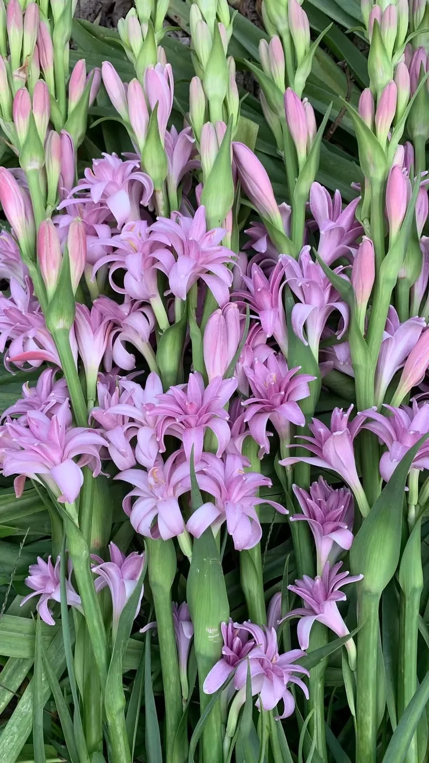 Hướng dẫn cách trồng hoa huệ tại nhà hiệu quả