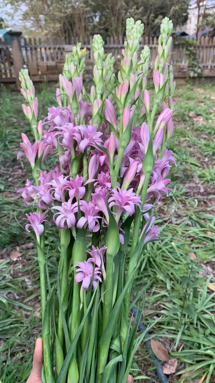 Bí quyết chăm sóc hoa huệ luôn tươi lâu và đẹp