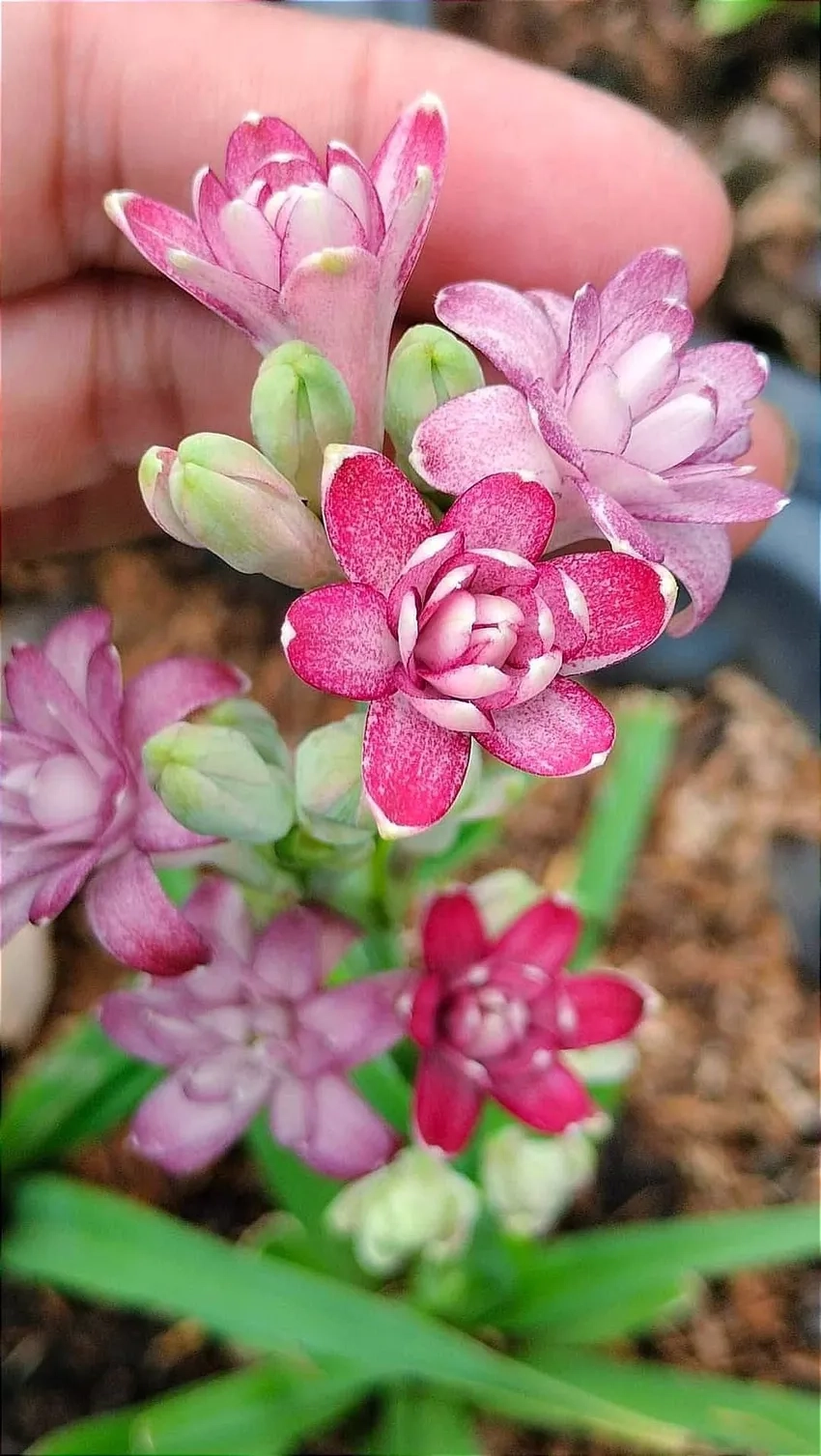 Chọn hoa huệ tặng lễ đầy ý nghĩa và tinh tế