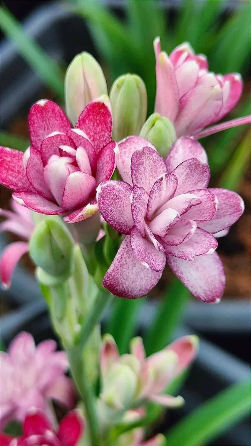 Hoa huệ trong cúng lễ mang đến may mắn và bình an