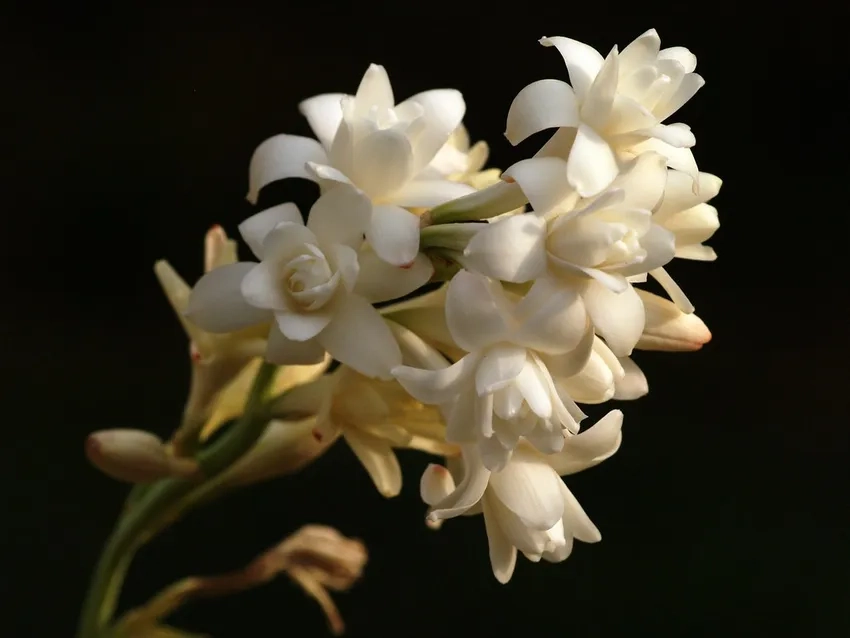 Cắm hoa huệ bàn thờ thể hiện sự trang nghiêm