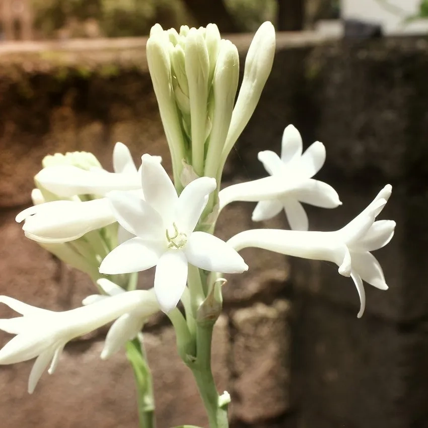 Trồng hoa huệ sân vườn giúp không gian thêm sinh động