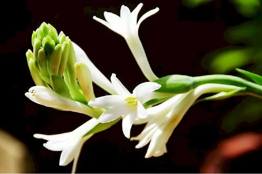 Hoa huệ ta đẹp tự nhiên, dễ trồng và chăm sóc