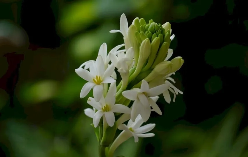 Hoa huệ đơn thanh thoát, thích hợp trang trí mọi nơi