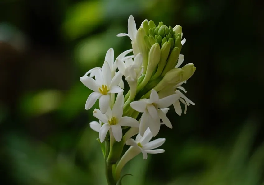 Hoa huệ Việt Nam khoe sắc trong các dịp lễ hội