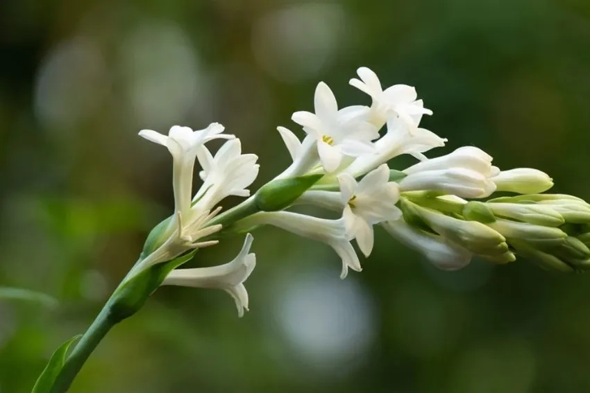 Hương hoa huệ thơm ngát lan tỏa khắp gian nhà