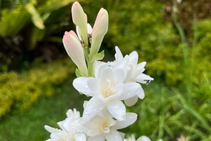 Mua hoa huệ chất lượng cho không gian thêm tươi sáng