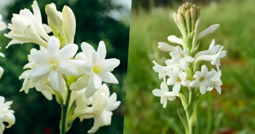 Xuất khẩu hoa huệ Việt Nam ra thị trường quốc tế