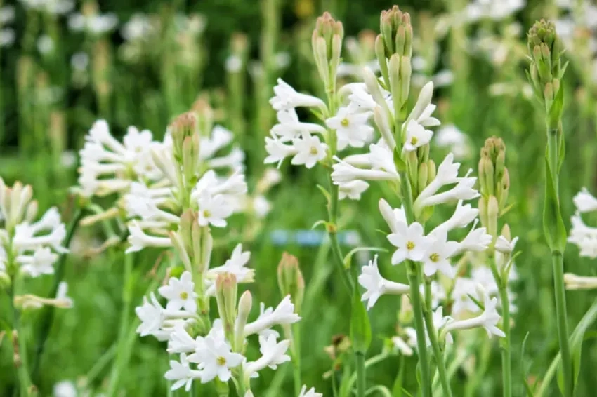 Cách bảo quản hoa huệ luôn giữ được tươi lâu