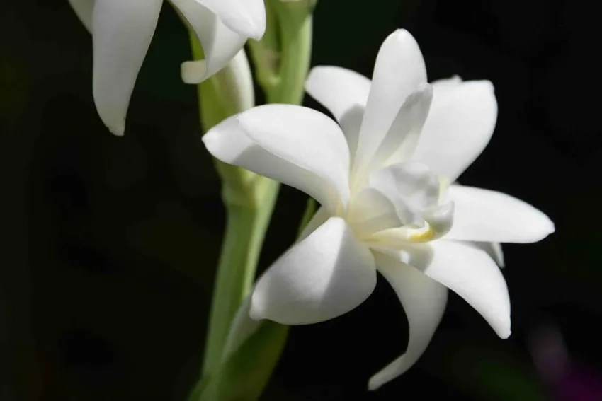 Ngắm vẻ đẹp thanh khiết của hoa huệ trắng tuyệt vời