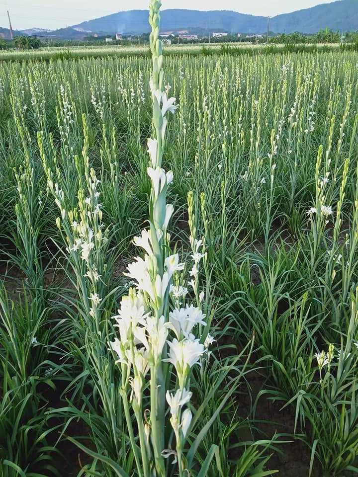 Sắc hoa huệ rực rỡ tô điểm cho góc sân vườn