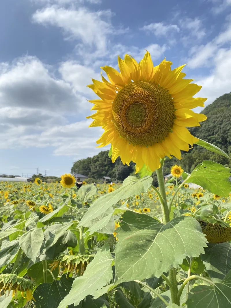 Khám phá vẻ rực rỡ của hoa hướng dương đẹp