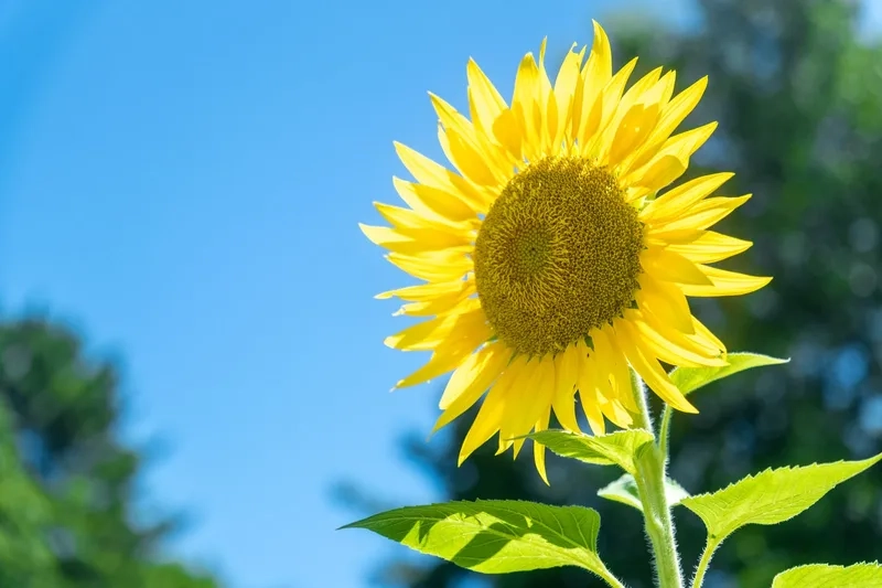 Ý nghĩa yêu thương trong hoa hướng dương ý nghĩa