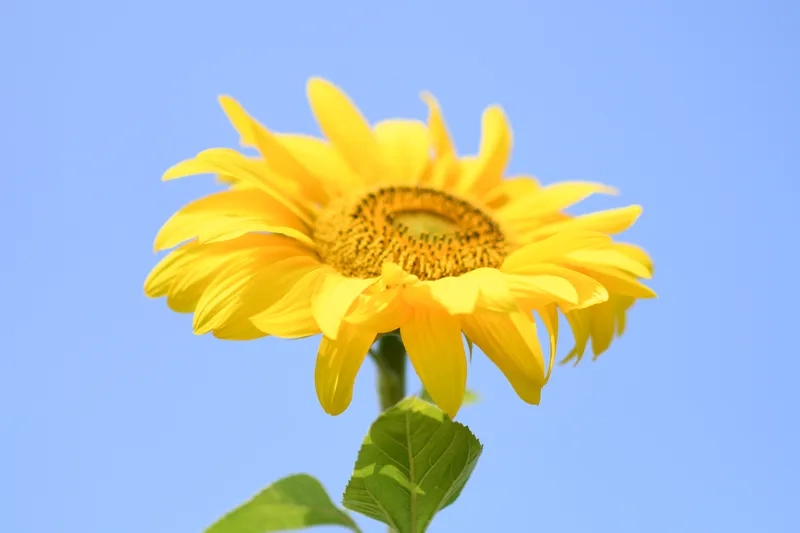 Rực rỡ và nổi bật mọi ánh nhìn với hoa hướng dương rực rỡ