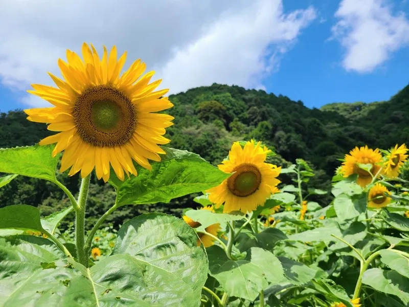Sang trọng và quý phái cùng hoa hướng dương sang trọng